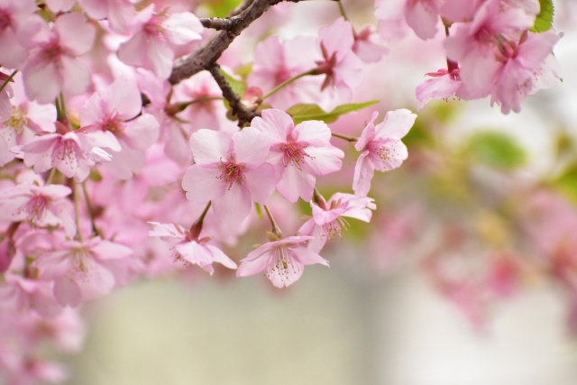 河津桜