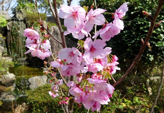 春を告げる可憐な花