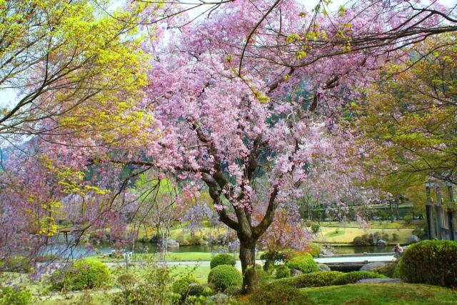 春の公園