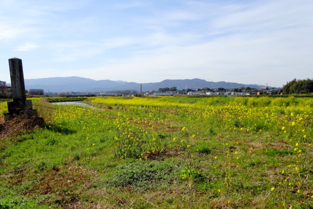 菜の花が咲く頃