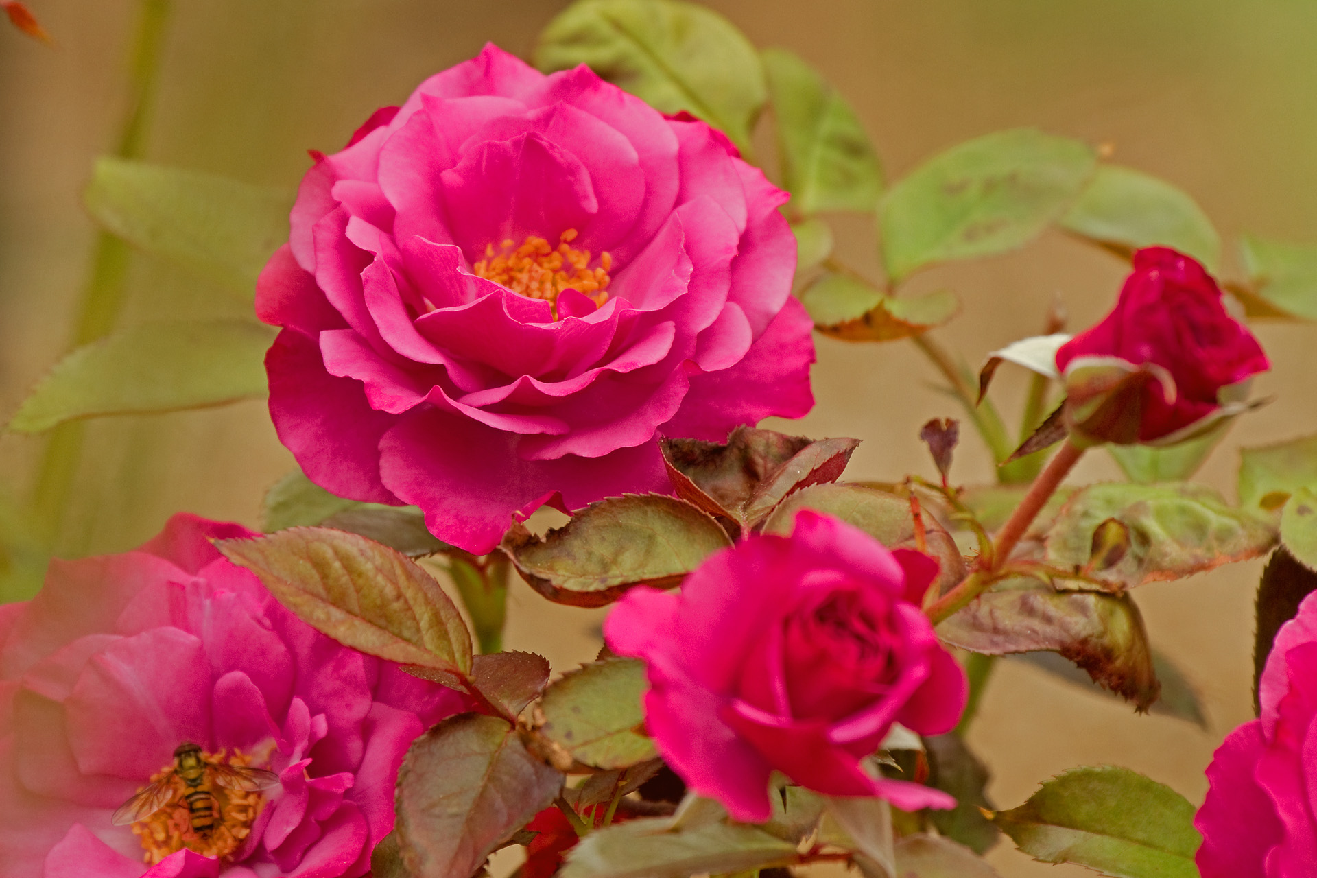 花 植物 ラブポーション 壁紙19x1280 壁紙館