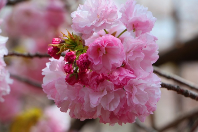 桜の花