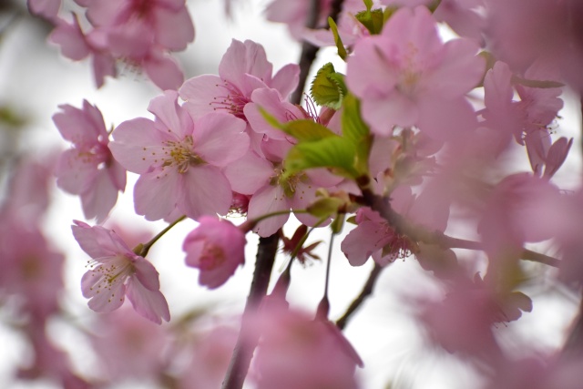 河津桜