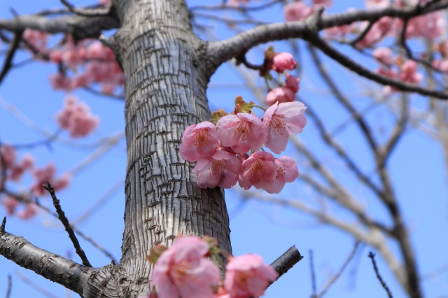 陽光桜