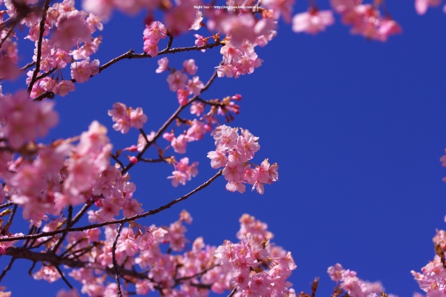 青空と桜