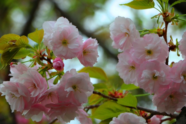 桜の花