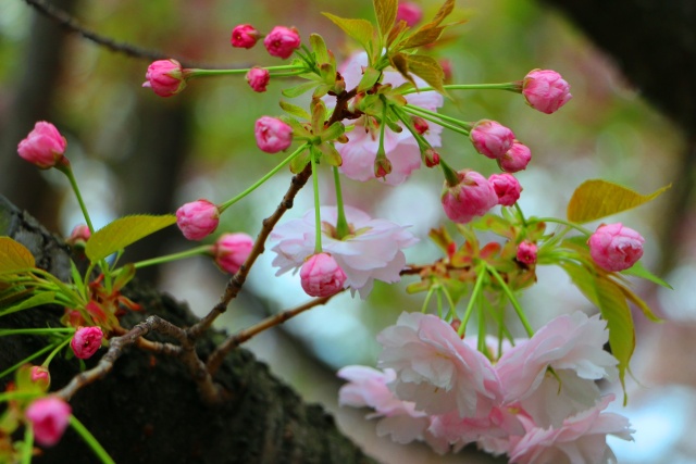 桜の花