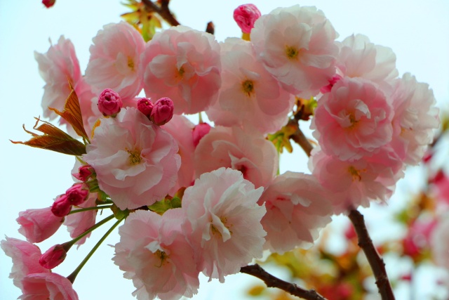 桜の花