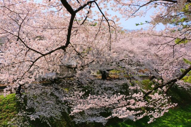 名古屋城