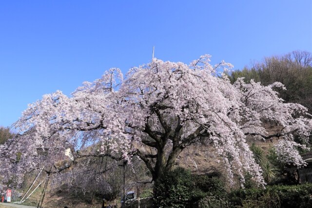 古民家の枝垂れ桜