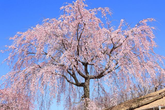 空港公園の枝垂れ桜