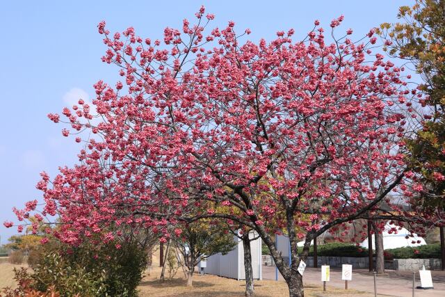 寒緋桜