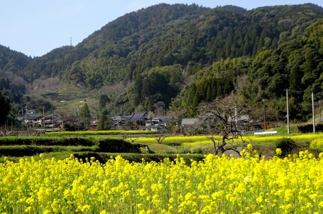 菜の花の山里風景