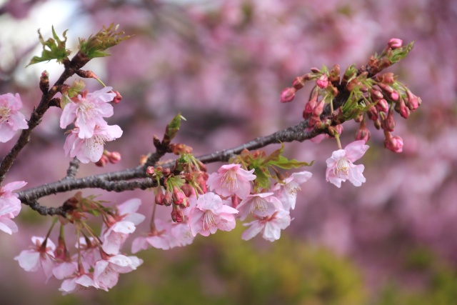 河津桜