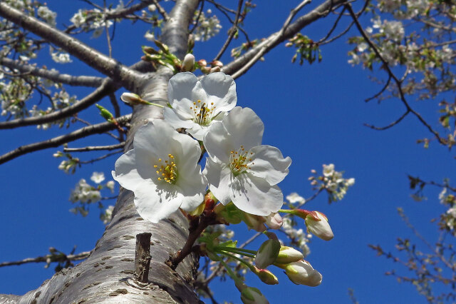 咲き始めた大島桜