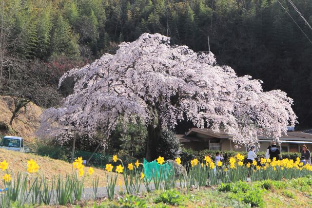 水仙ロードに咲く桜