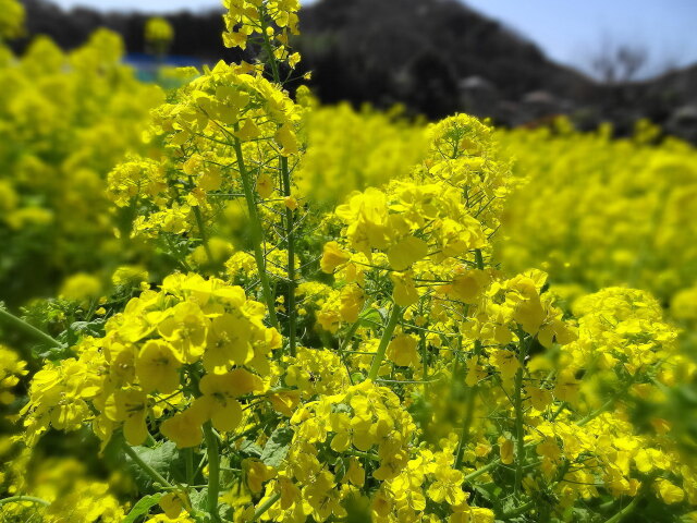 キラキラ♪菜の花