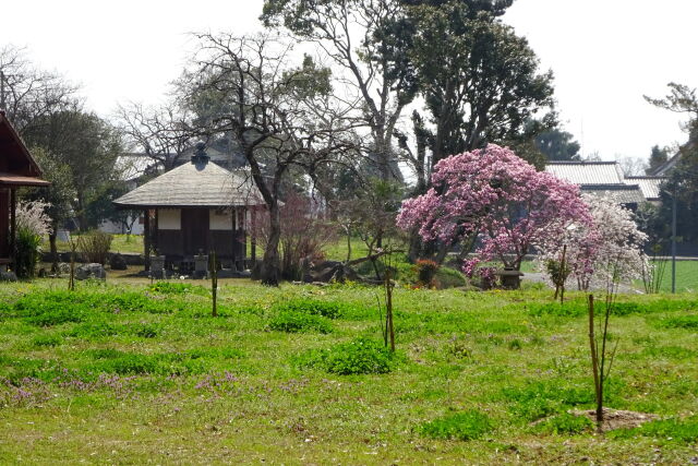 田舎の春景色