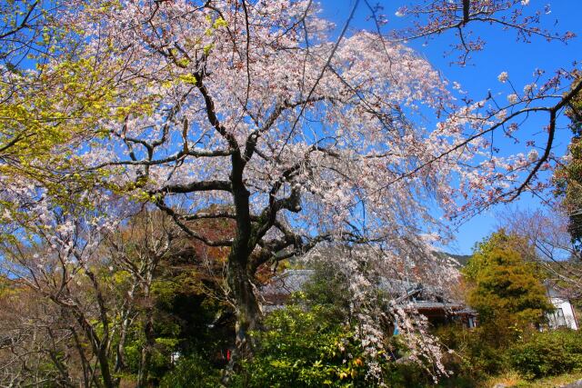 しだれ桜