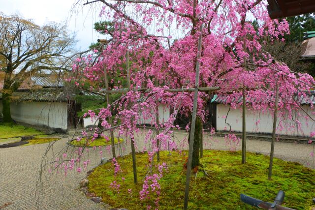 醍醐寺