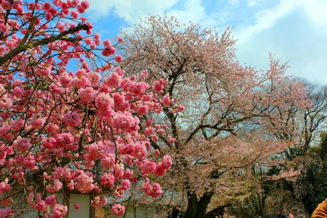 醍醐寺