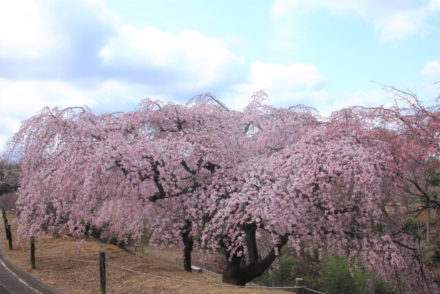 満開の枝垂れ桜