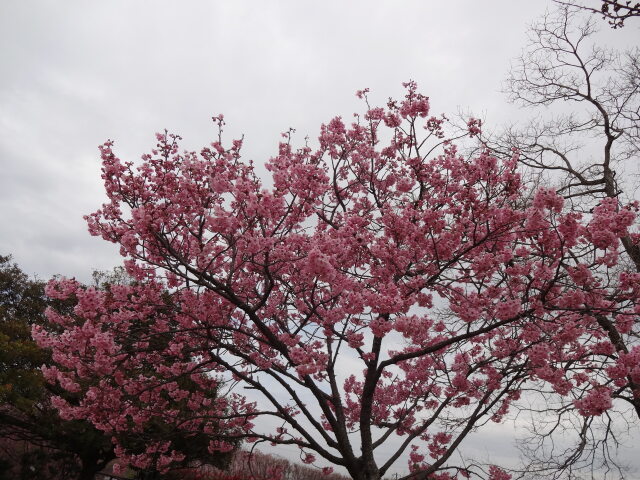 八重桜