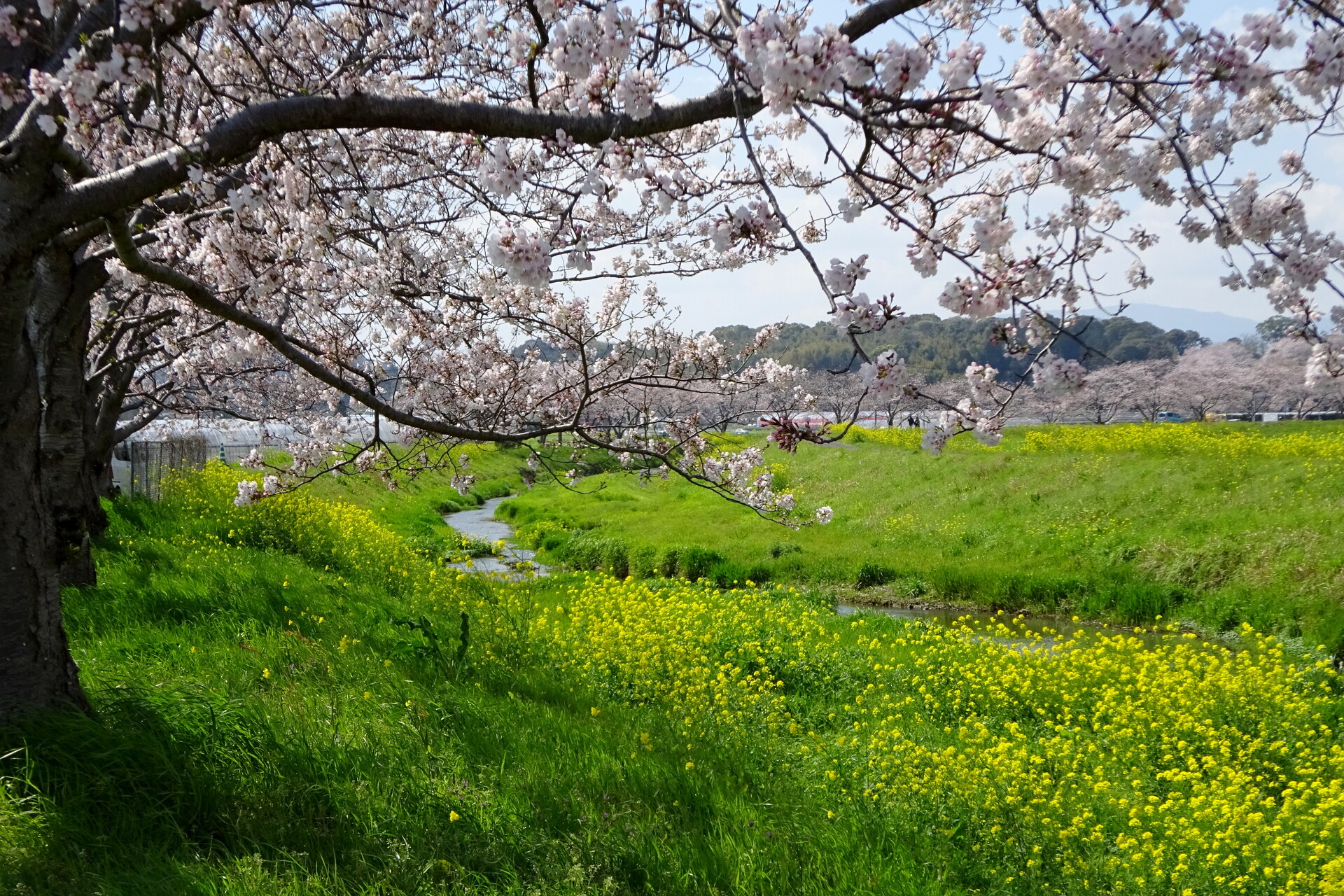日本の風景 うららかな春景色 壁紙19x1280 壁紙館