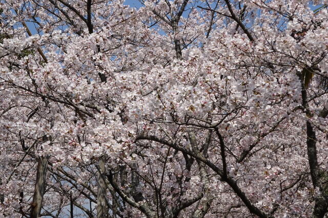 目の前に広がる満開の桜