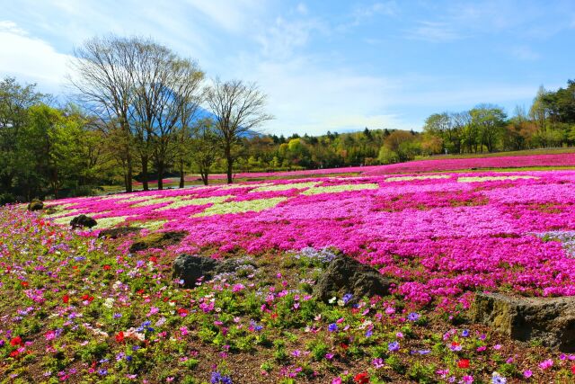 芝桜