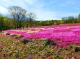 芝桜