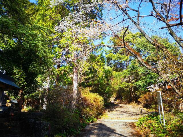 春の熊野古道