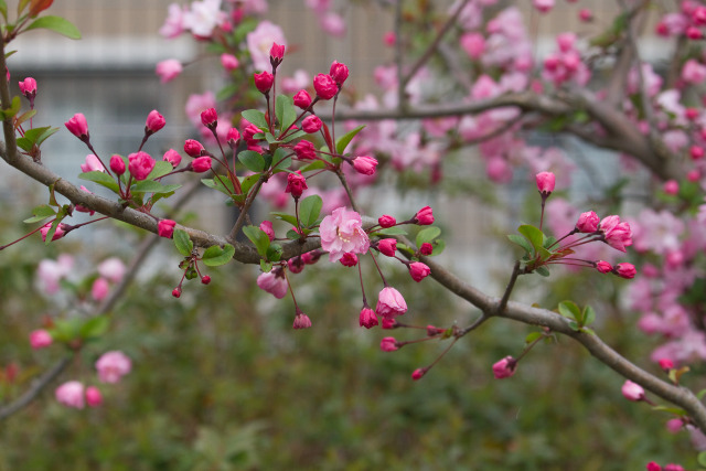 咲き始めた花海棠