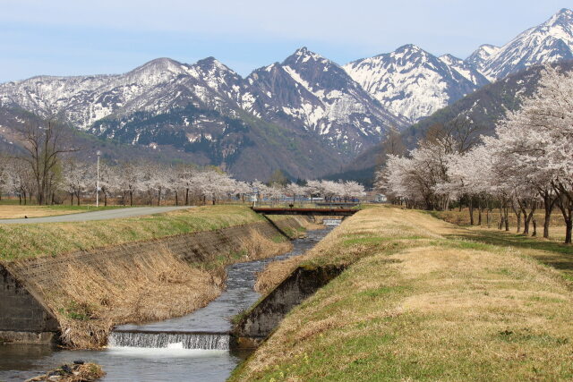 雪山に映える桜