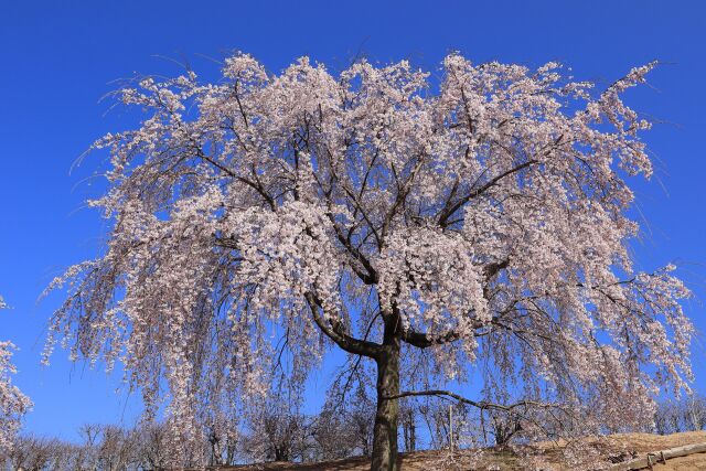 高台に咲く枝垂れ桜-1