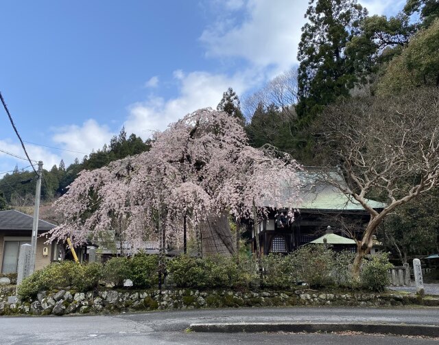 古木の微笑み