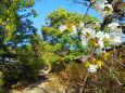 春の熊野古道