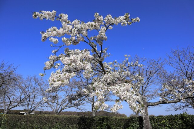 枝振りのいい桜