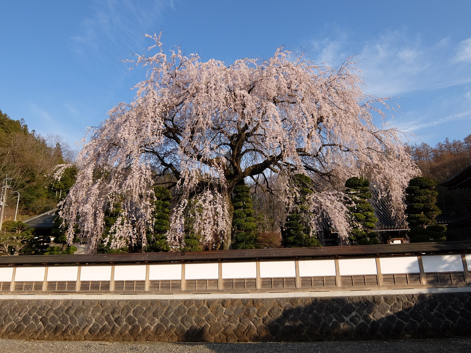 日本の風景 しだれ桜 壁紙19x1440 壁紙館