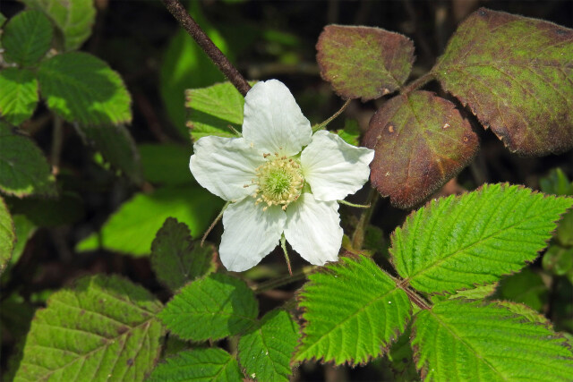 野イチゴの花