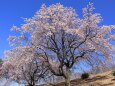 青空に枝垂れ桜