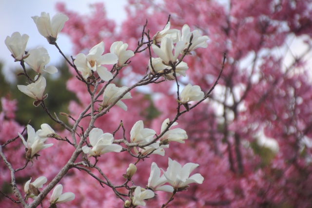 コブシと桜