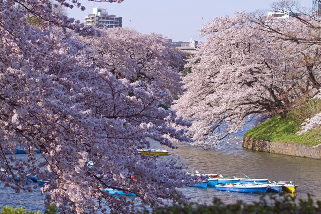 千鳥ヶ淵