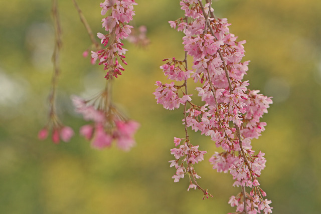 枝垂桜