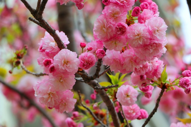 桜の花