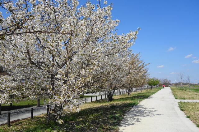 桜並木の散歩道