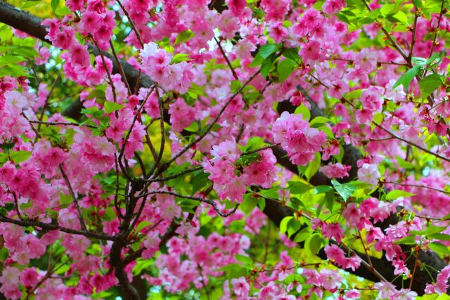 桜の花