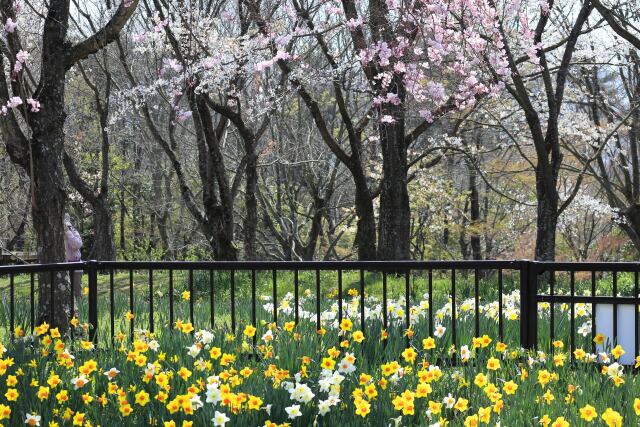 スイセンと桜