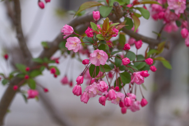 花海棠