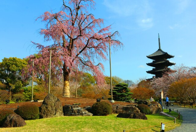 東寺2021.3.26